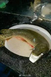 汝州最新爆料怪鱼,揭秘其神秘身世与生态影响  第2张