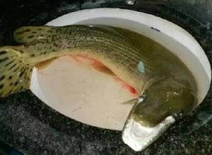 汝州最新爆料怪鱼,揭秘其神秘身世与生态影响  第3张