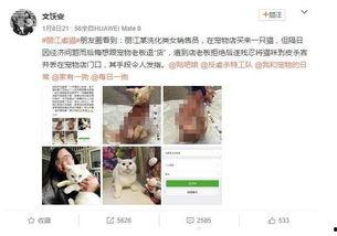 保定宠物店爆料视频大全,揭露行业黑幕与温馨瞬间  第3张